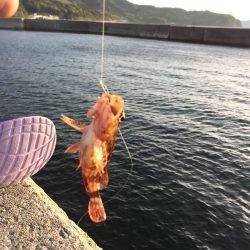 ガシラとベラがぽつぽつ釣れました@小島漁協・城ヶ崎